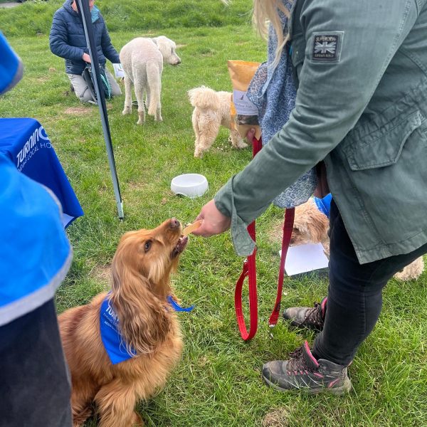 Dog treats 4 bark in park highdown