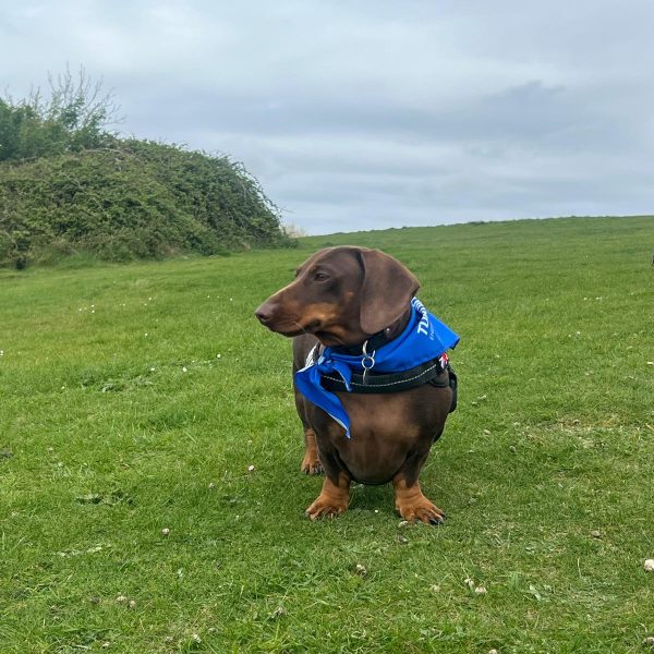 Ernie bark in park highdown