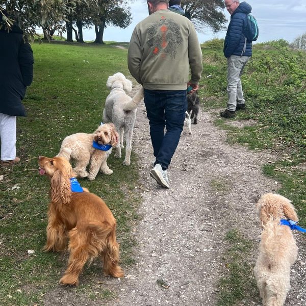 Multi dogs 2 bark in park highdown