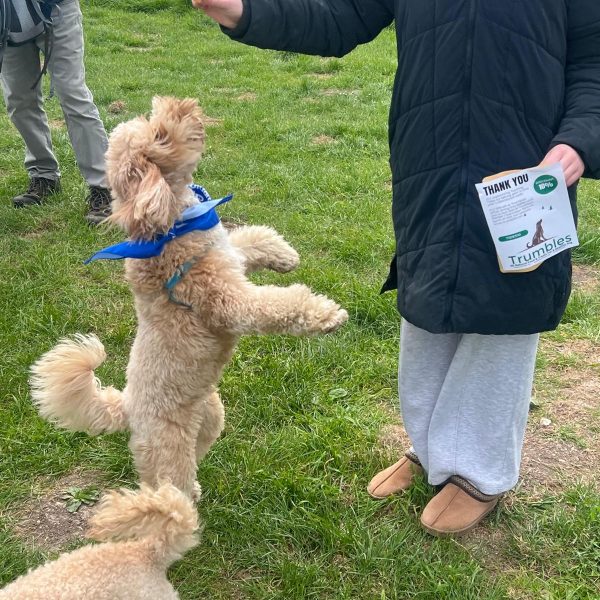 dog treats photo 4 bark in park highdown