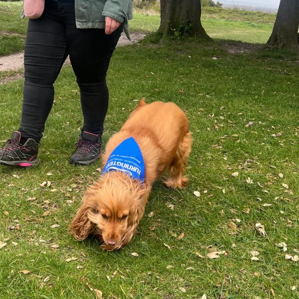 dog with bandana bark in park highdown