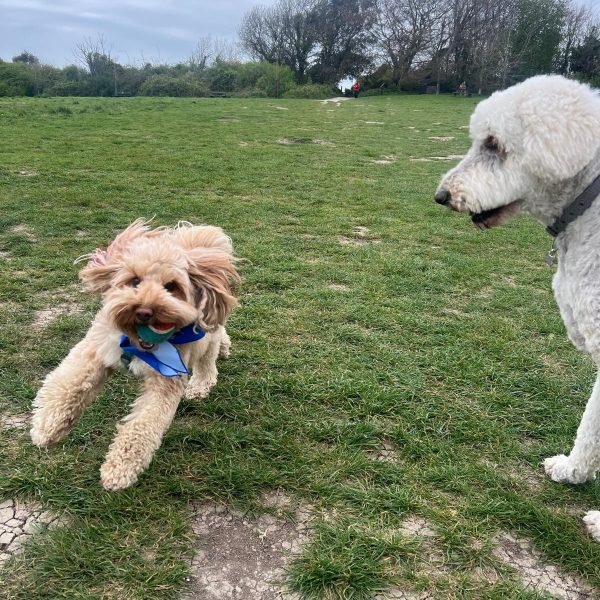 funny bark in park highdown