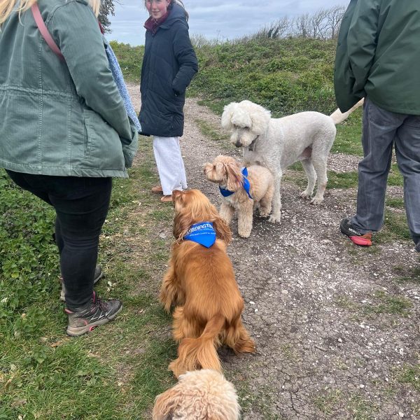 multi dogs bark in park highdown