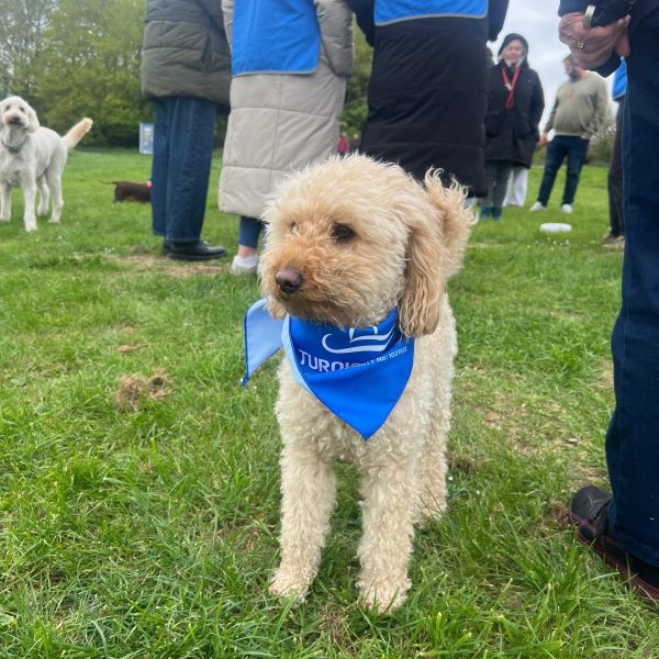 solo dog 1 bark in park highdown